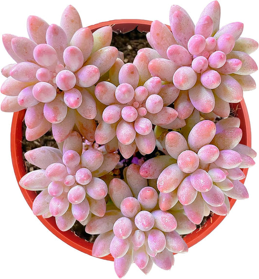 Sprout N Green Pachyphytum 'Machucae' Baby Finger, 1 Live Mini Succulent Plant Fully Rooted in 4" Pot, Real House Plant for Indoor Outdoor Home Office Wedding Decoration Party Favor