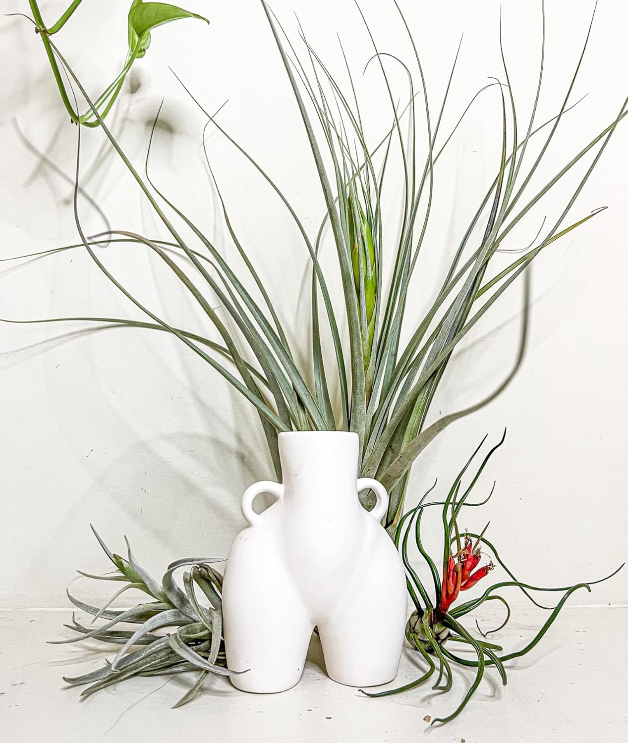 Air Plants - Odin Gift Box - 5ct - Live Arrival Guaranteed - House Plants for Home Decor & Gift