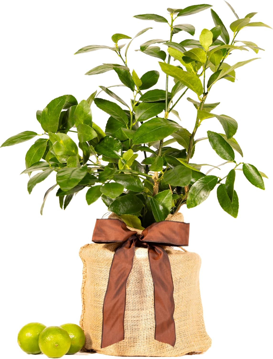 Father's Day Live Persian Lime Tree Gift, Dwarf Citrus Tree, Easy to Grow, Indoor/Outdoor, Unique Gift for Dad, Home Gardeners, by The Magnolia Company, Can't Ship to CA, AL, AZ, LA, TX