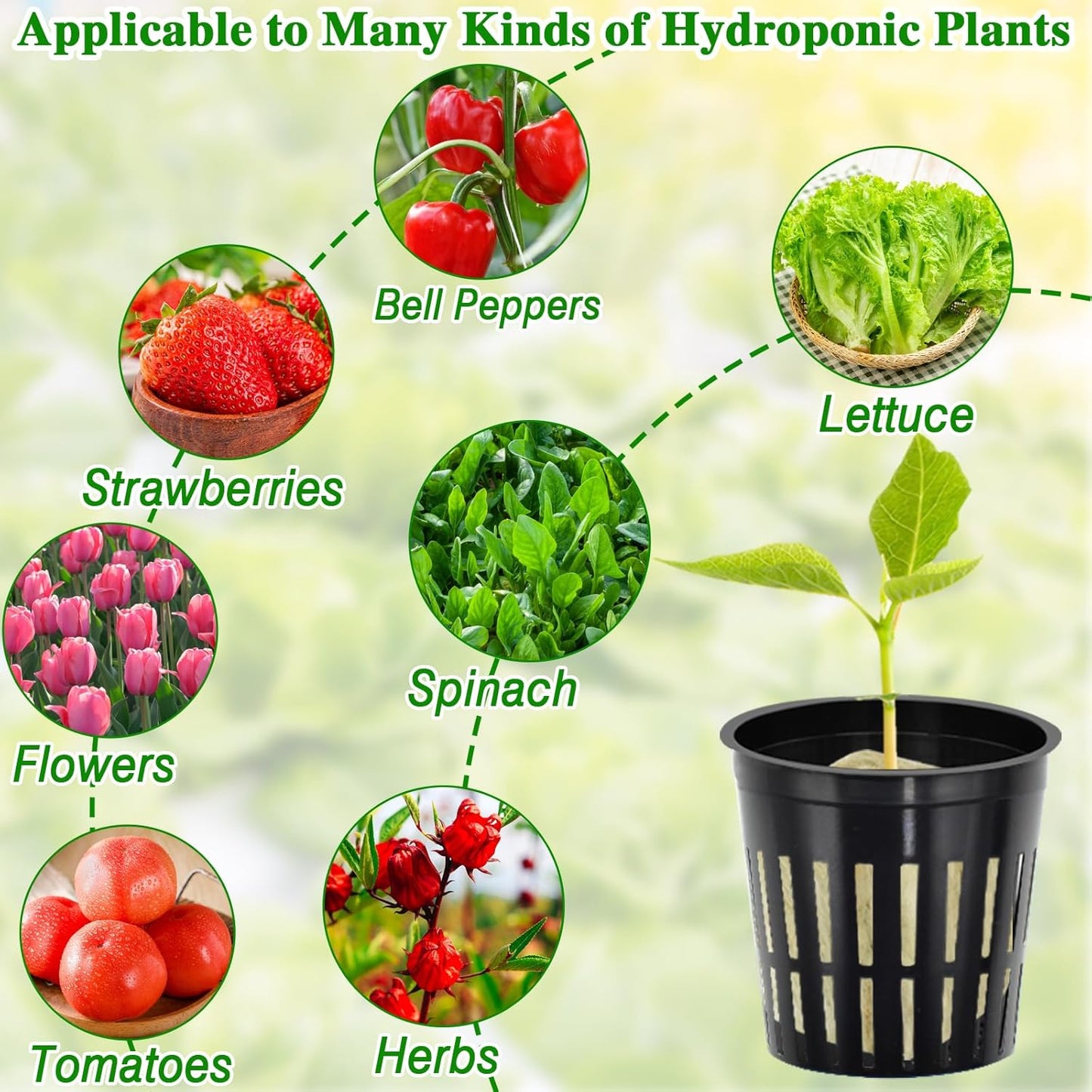 Halatool 36PCS 1.2-Inch Rockwool Cubes with 30PCS 2-Inch Net Cups for Hydroponics Great Hydroponic Kit for Cuttings Clone Plant Propagation Seed Starting & Soilless Cultivation