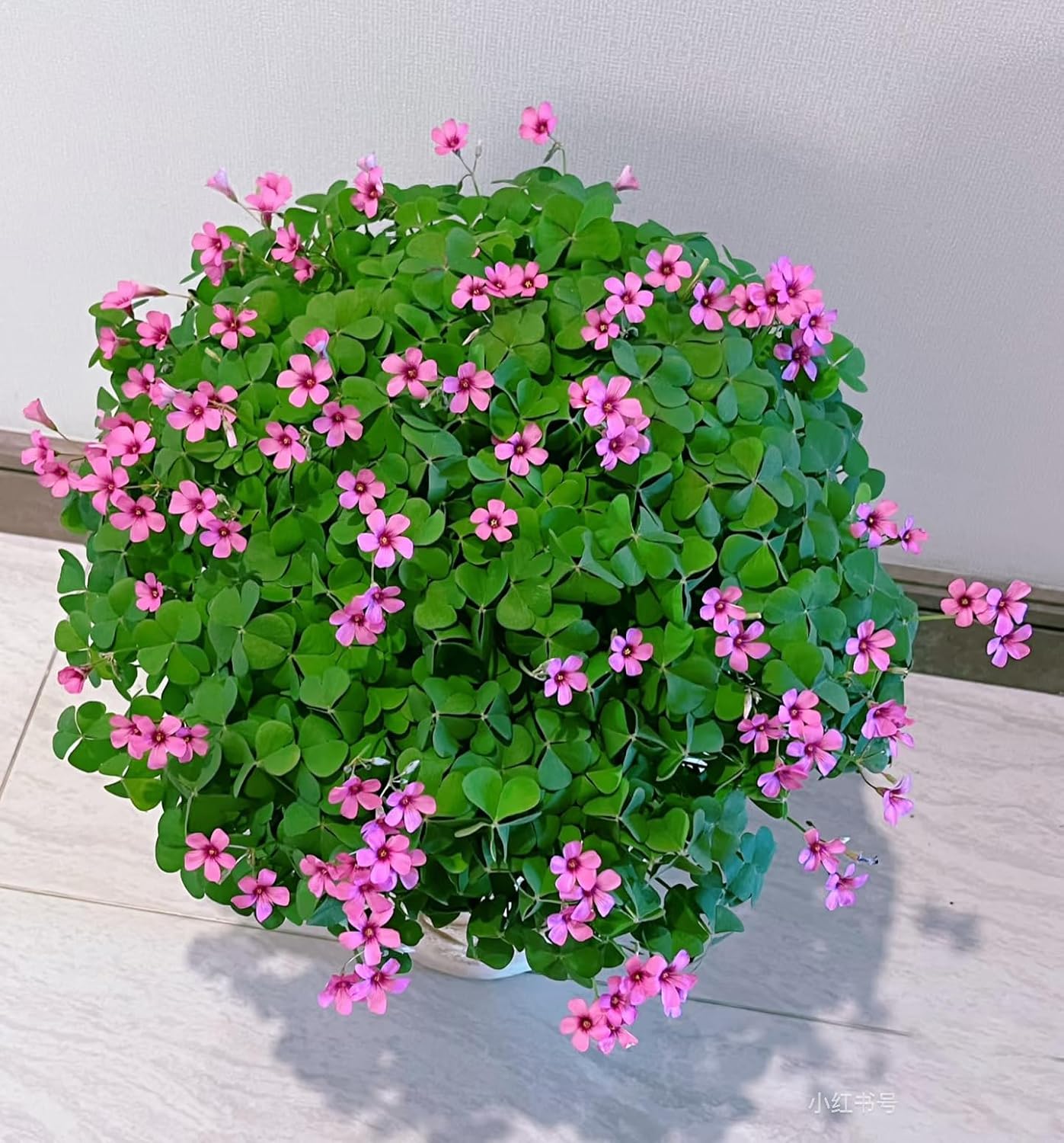 24 Pack Iron Cross Shamrock Plant Bulbs, Live Oxalis Bulbs for Indoor Outdoor Gardens, Year-Round Perennial Lucky Shamrock Plants Live in Pots Home Decor