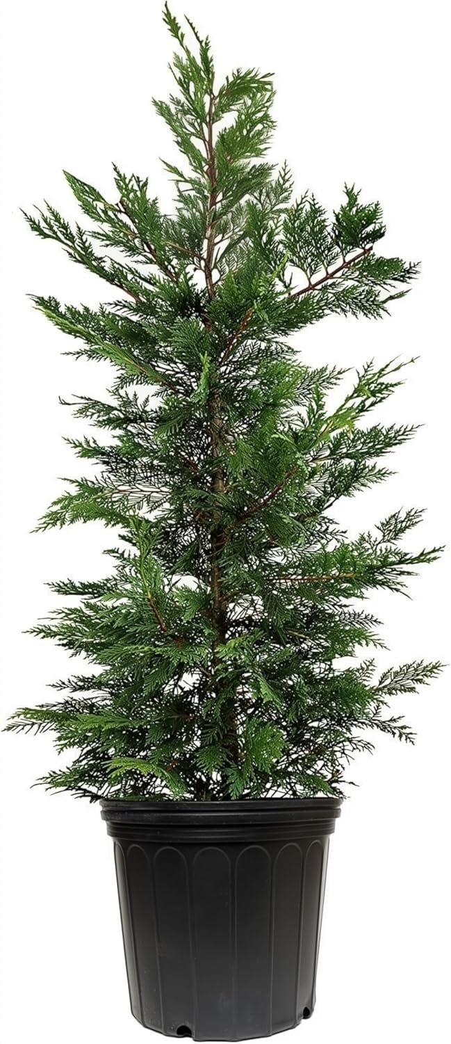 Leyland Cypress | 1 Extra Large 3 Gallon Plant | Cupressocyparis leylandii | Fast Growing Privacy Trees, Evergreen Landscape Plants, Drought Tolerant, Low Maintenance, Windbreak, Hardy