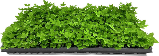 Royal Fern | 10 Live Plants | Osmunda regalis | Decorative Shade-Loving Perennial | Lush Green Foliage for Moist Gardens & Landscapes