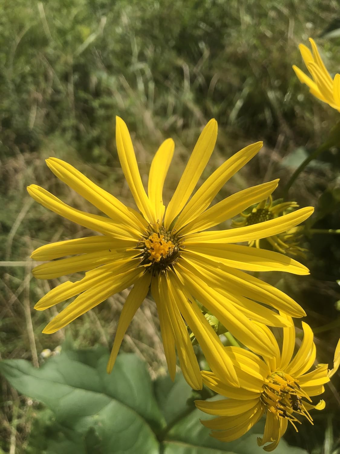 Cup Plant (Silphium perfoliatum) 2.5 in Pot Herbaceous Perennial Live Plant