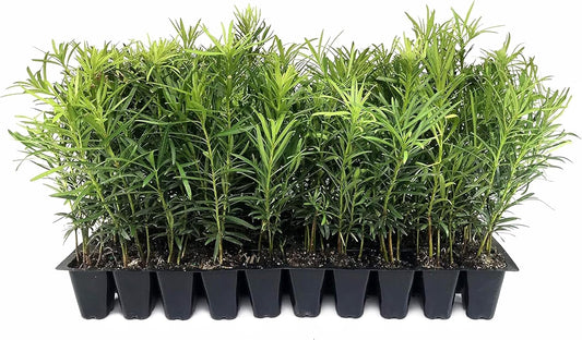 Podocarpus Macrophyllus Japanese Yew | 3 Live Plants | Podocarpus macrophyllus | Privacy Hedge Shrub | Evergreen Landscaping Plants for Gardens & Borders