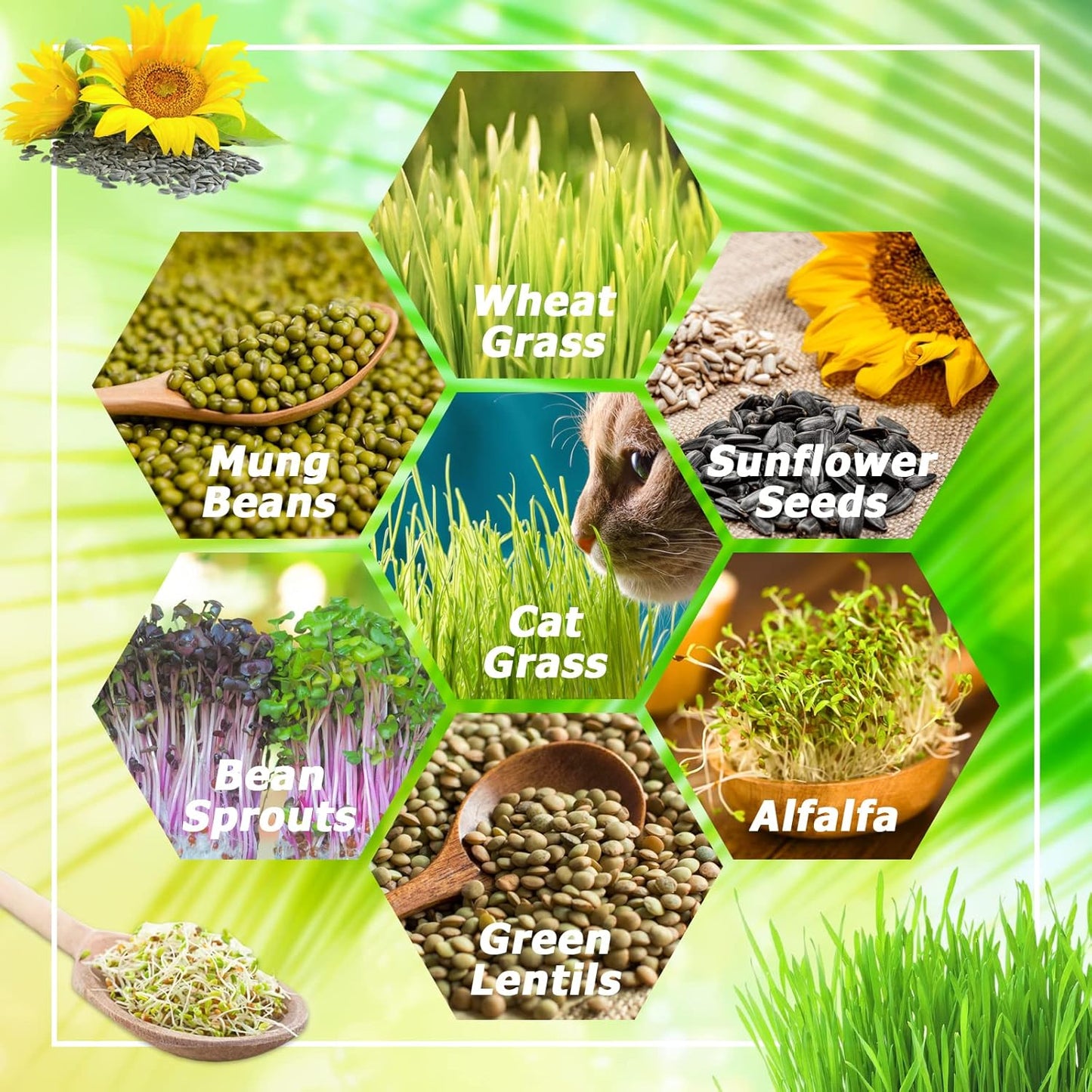 Legigo 2 Pack Seed Sprouter Trays with Lids- Soil-Free Cultivation Germination Tray, BPA Free Micro Greens Growing Trays Seed Sprouting Trays Kit with Germinating Paper for Wheatgrass, Beans and More