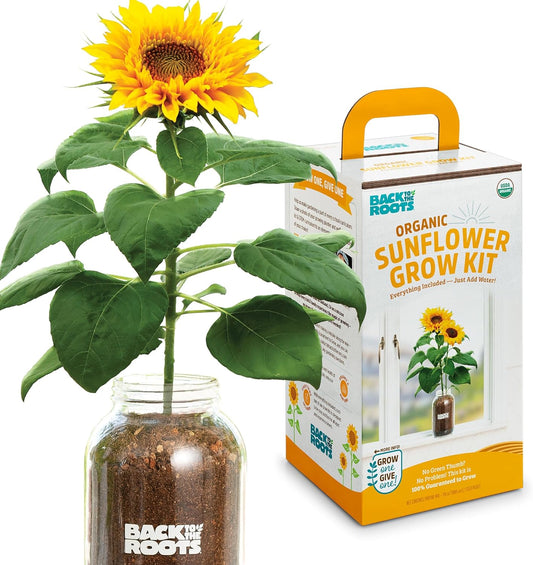 Back to the Roots Sunflower Organic Windowsill Planter Kit - Grows Year Round, Includes Everything Needed for Planting