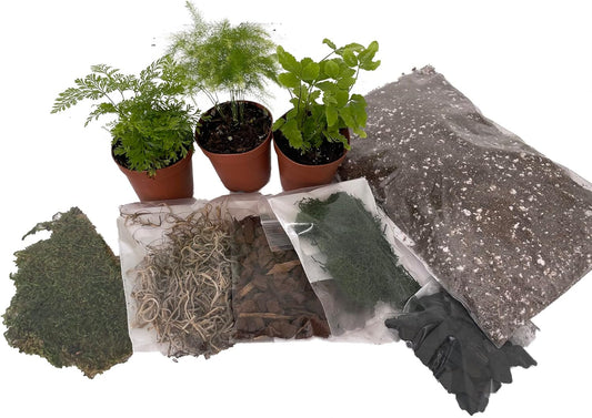 Hirt's Terrarium Kit with 3 Live Mini Ferns in 2" Pots