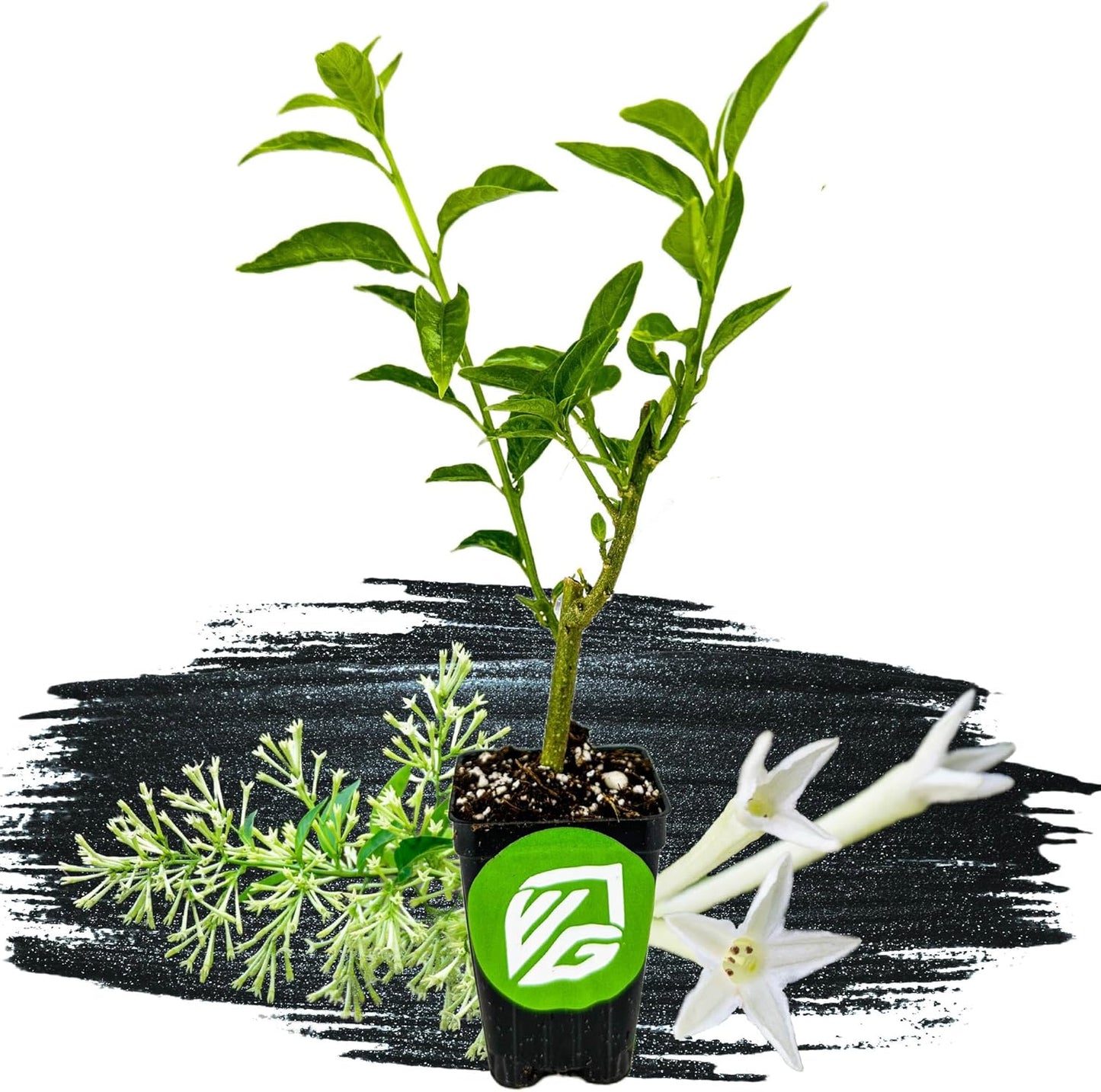 Night Blooming Jasmine Live Plant - Cestrum nocturnum - Wellspring Gardens Starter Plant