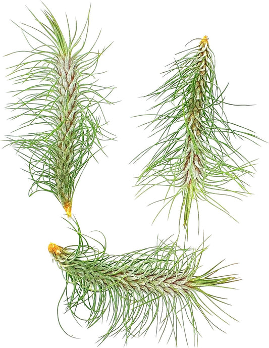 Air Plants - Colombian Tillandsia Funckiana, Large 5" - 3ct - Live Arrival Guaranteed - House Plants for Home Decor & Gift