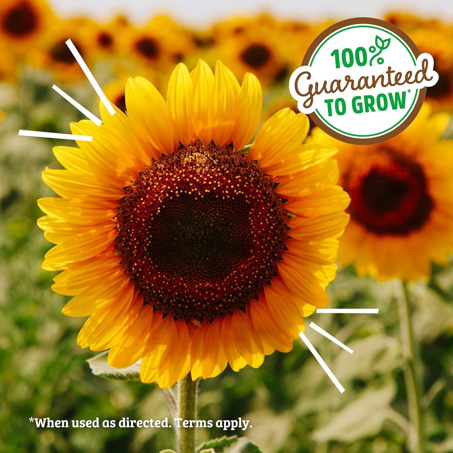 Back to the Roots Organic Sunflower Grow Kit