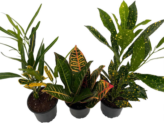 Croton Plant Assortment - 3 Pack in 4" Pots