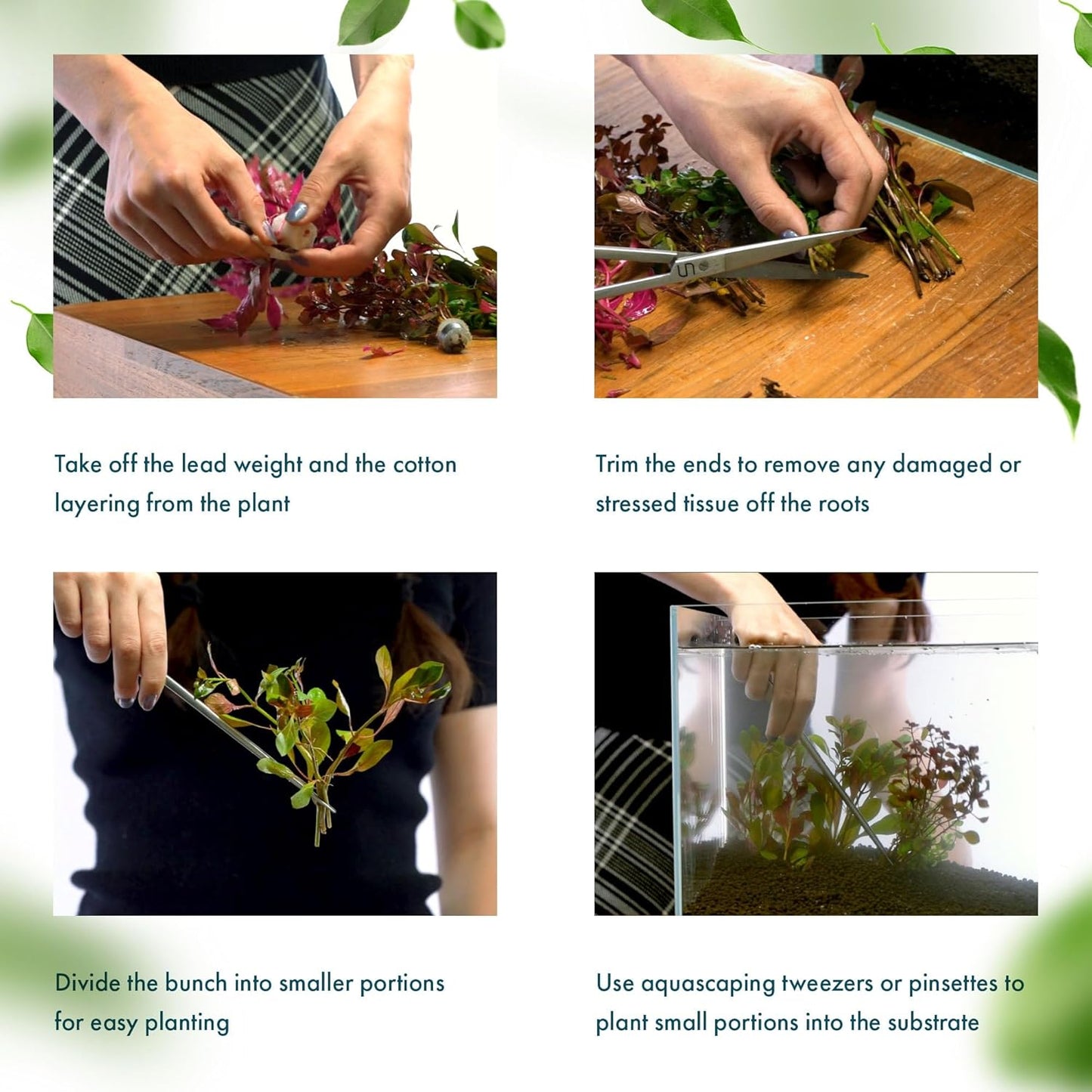 Live Plant - Tall Grass, Corkscrew Vallisneria (Vallisneria Americana 'Contortionist') - Moderate to High Light, Bright Green, Background - Lead Bunch, 4 Pack