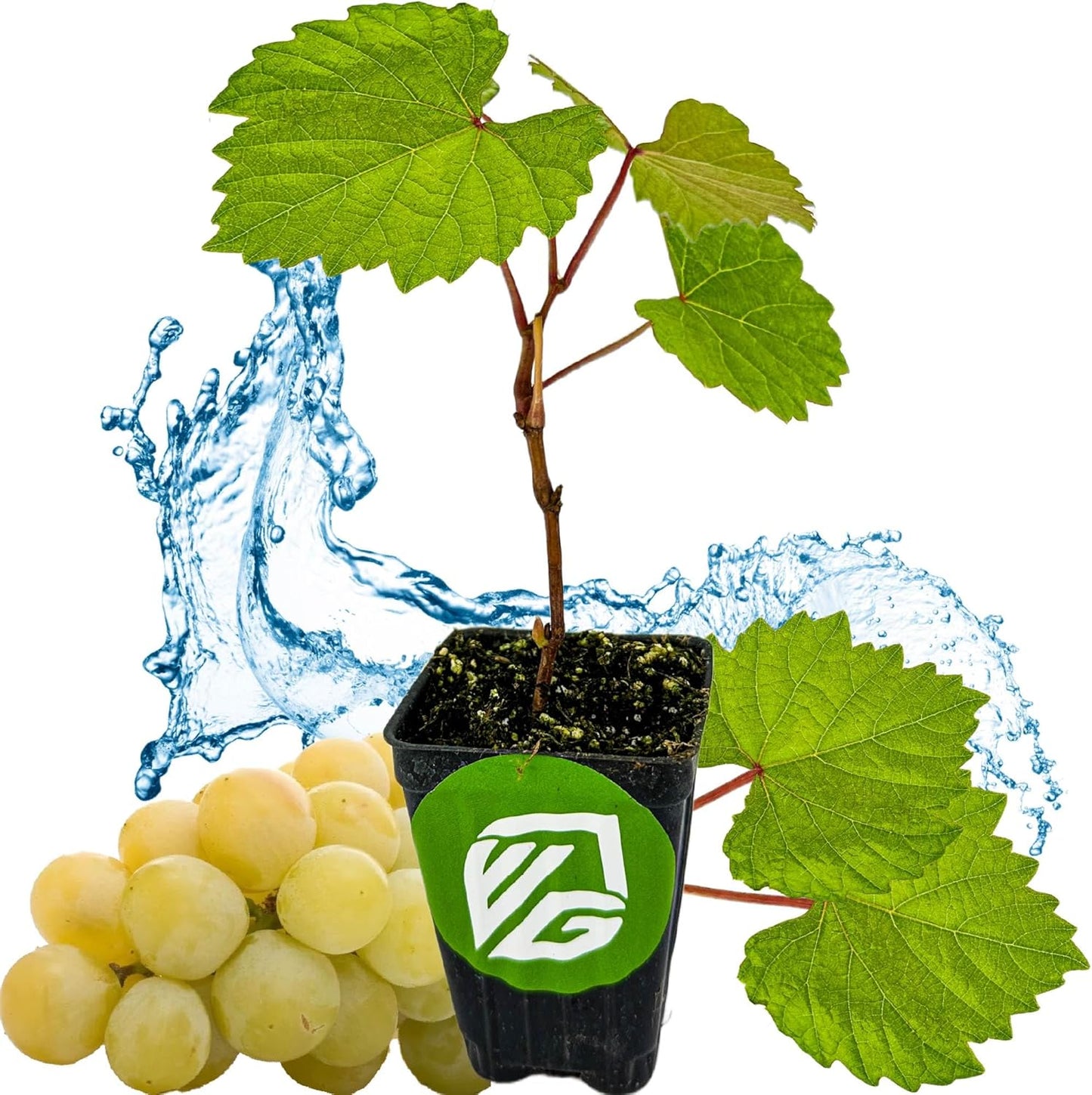 Blanc du Bois Grape - Vitis labrusca - Wellspring Gardens Starter Plant - Live Plant for Outdoor Gardens - Vigorous Grapevine Plants - Ideal for Fruit Gardening in Patio and Garden