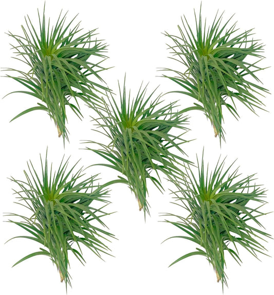 Air Plants - Flowering Tillandsia Pink Paske Large 5" - 5ct - Live Arrival Guaranteed - House Plants for Home Decor & Gift