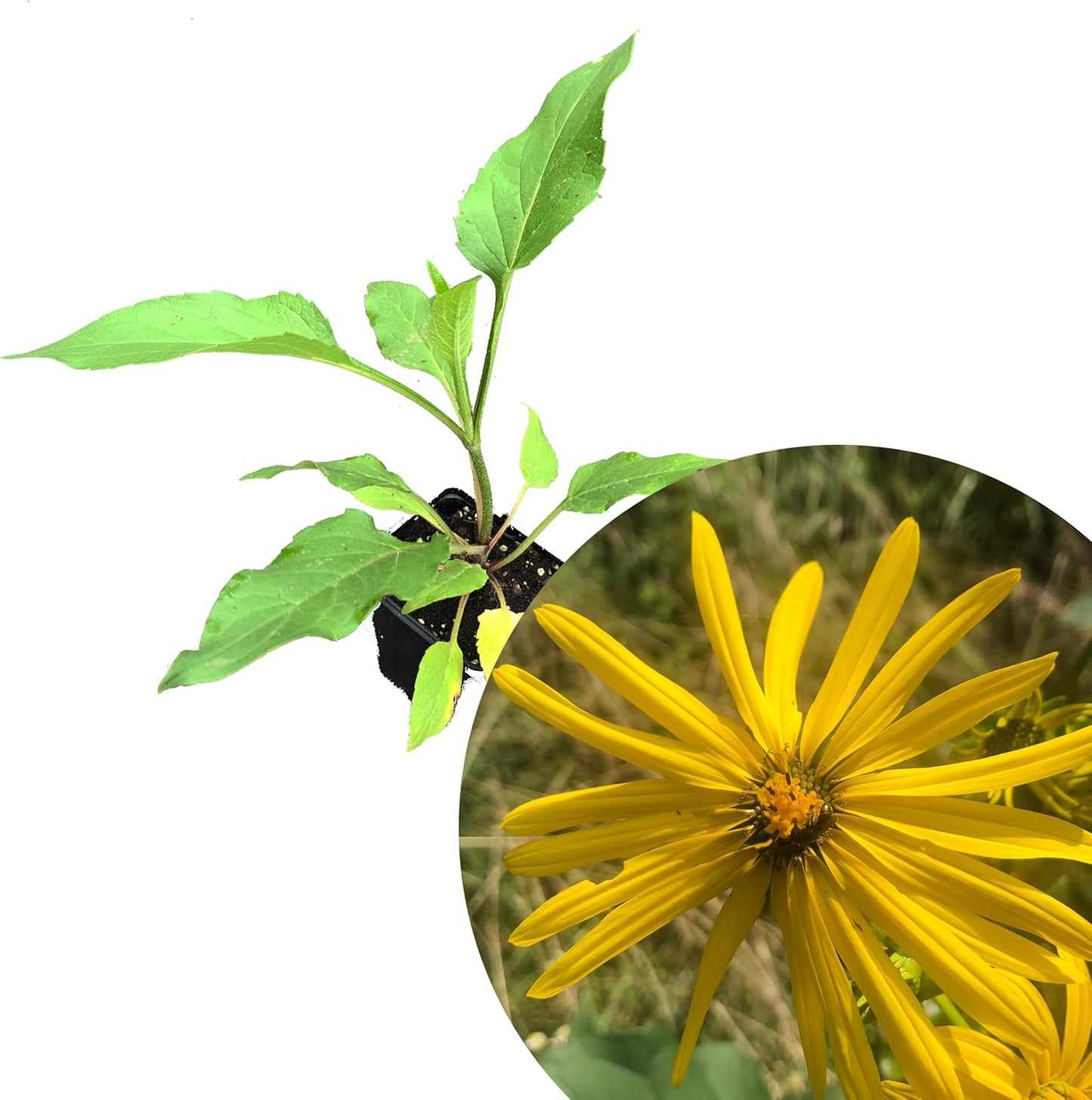 Cup Plant (Silphium perfoliatum) 2.5 in Pot Herbaceous Perennial Live Plant