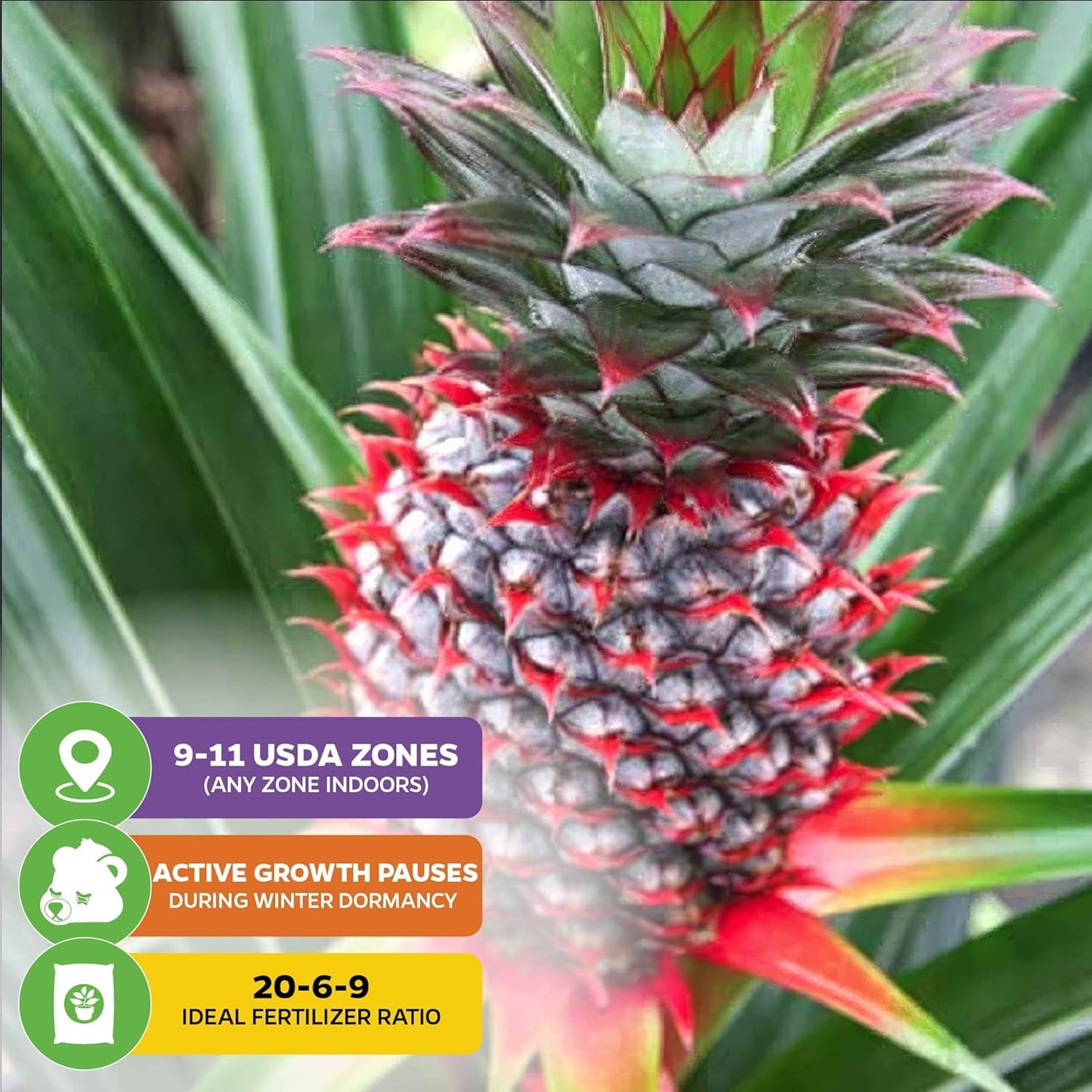 Florida Special Pineapple Live Plant - Ananas Comosus - Wellspring Gardens Starter Plant - Ideal Pineapple Plant Live Easy to Grow Starter Plant Great for Outdoor and Patio Planting Growth Potential