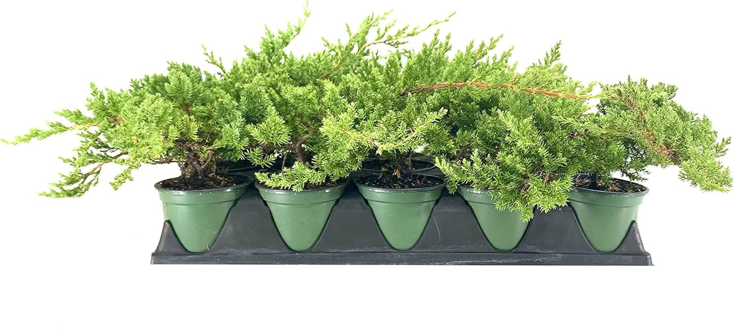 Dwarf Japanese Garden Juniper | 15 Live 4 Inch Pots | Juniperus Procumbens Nana | Drought Tolerant Evergreen Groundcover | Great Plants for Bonsai