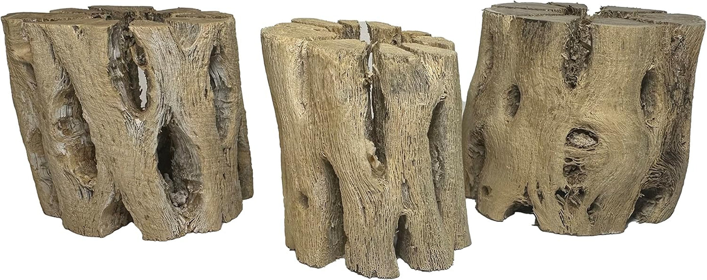 3 Natural Cholla Wood Air Plant Display Holders 2 inch Individually Unique Round Decorative Stands