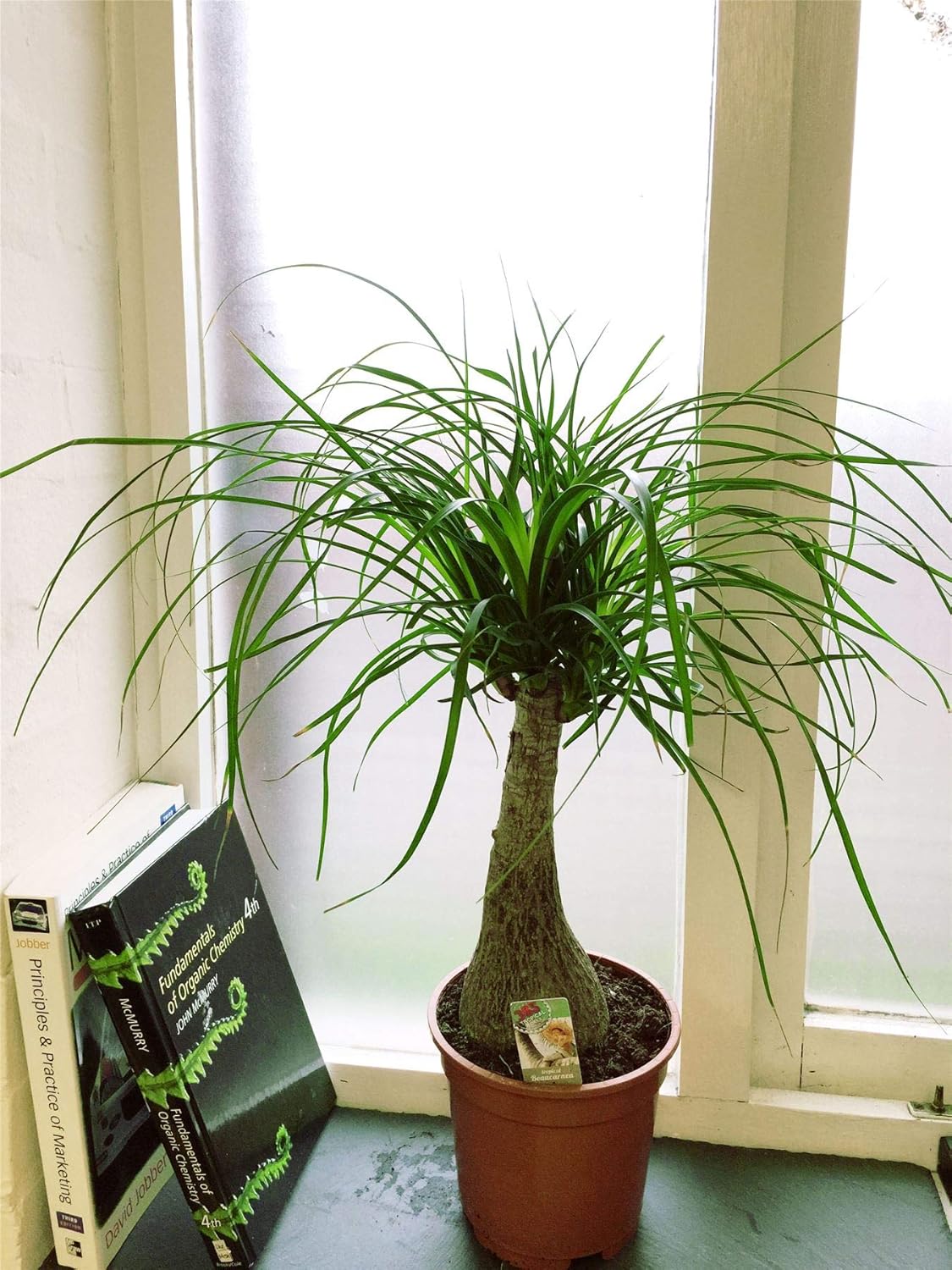 Ponytail Palm - Live Plant in a 6 Inch Growers Pot - Beaucarnea Recurvata - Beautiful Clean Air Indoor Succulent Houseplant
