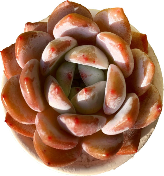 FWPP Live Succulents Plants Echeveria Sang-A 4.3 inches,Rare Succulents Bare Root Without Pot Soil, Live Plants Indoor Office Decoration Wedding and Gift