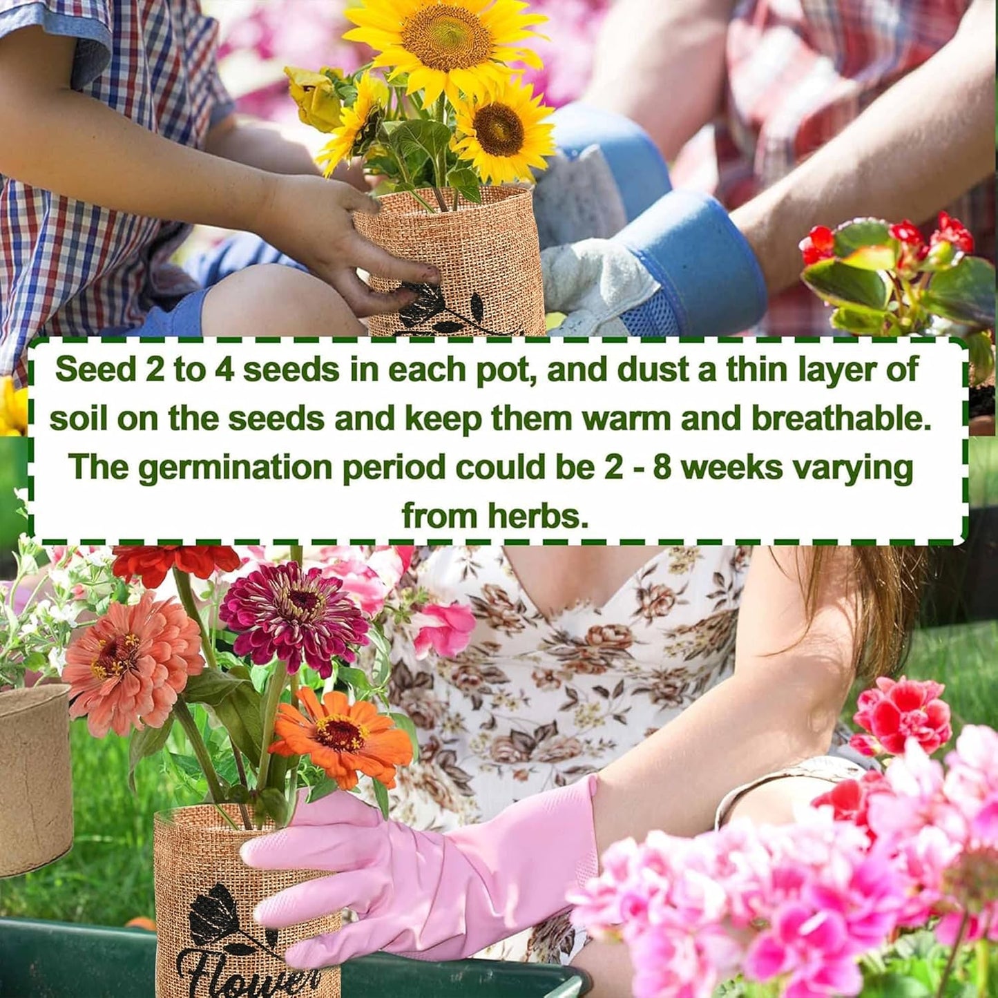 Indoor Starter 4 Kit with Complete Gardening Kit & Wooden Box, Growing into Shasta Daisy, Cornflower, Sunflower, Zinnia