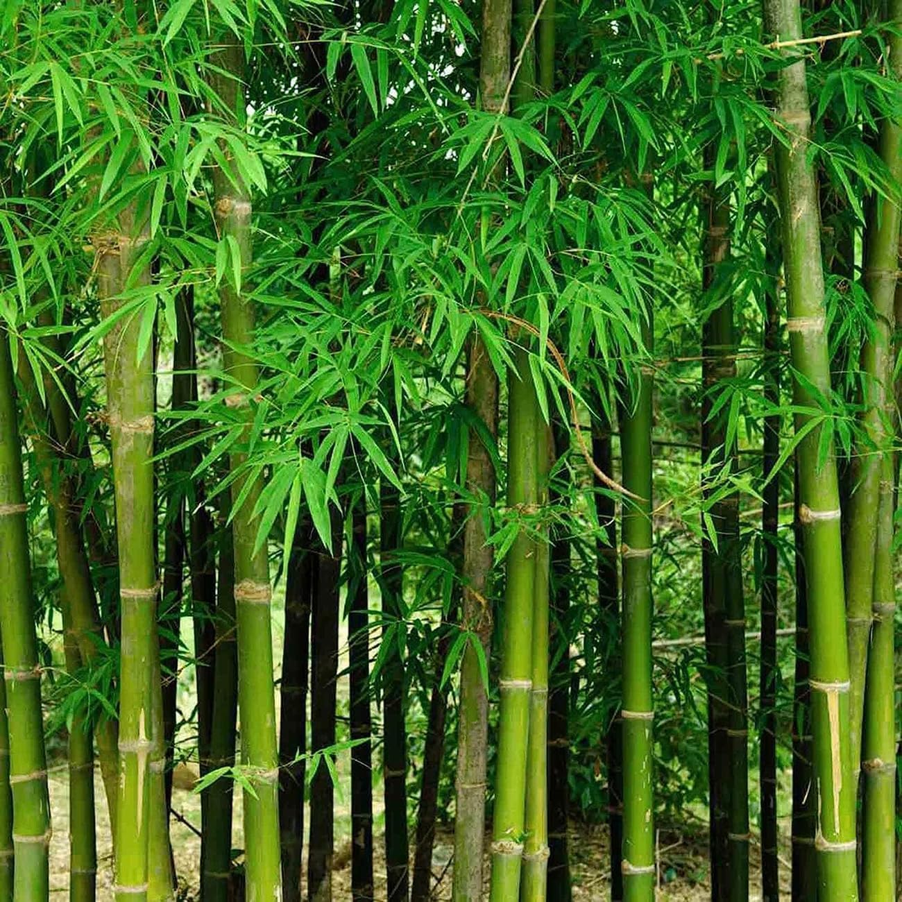 300+ PCS Green Bamboo Seeds for Planting Exotic Bamboo Seed Fast Growing Giant Bamboos Privacy Screen