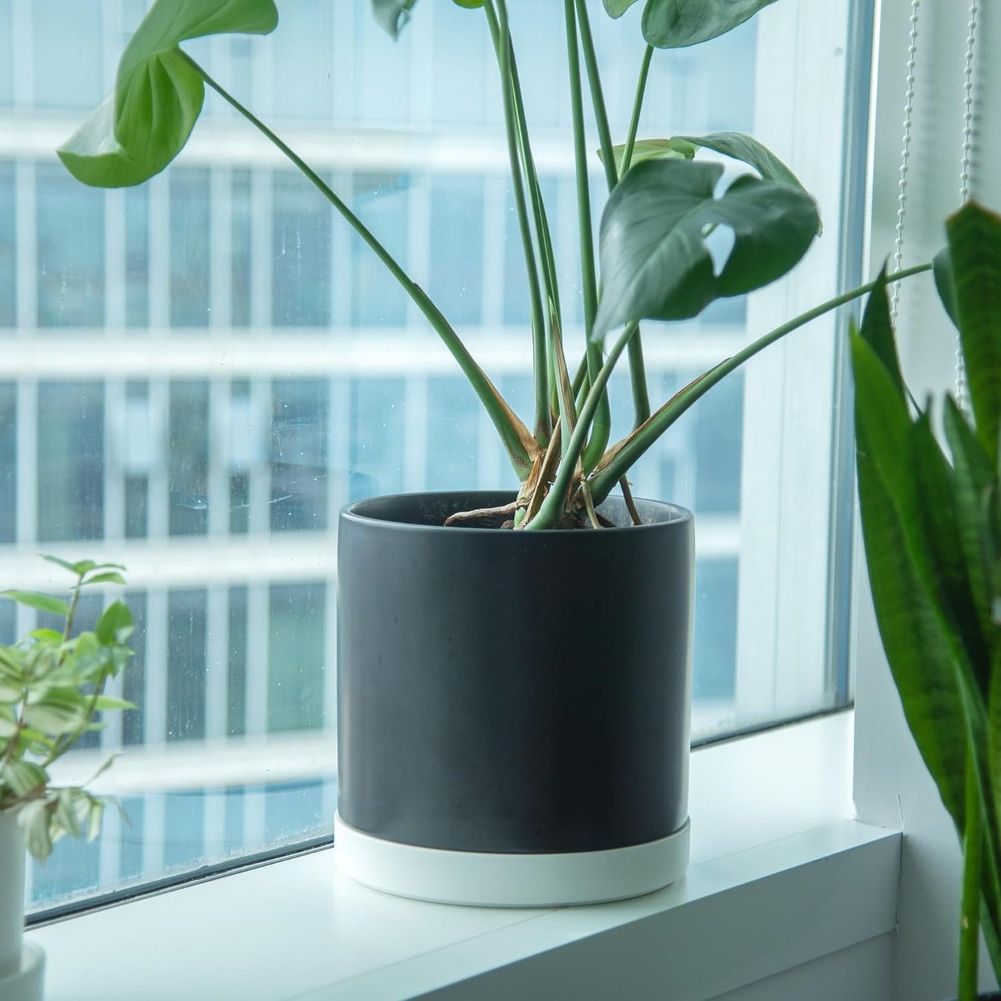 Phoenix Vine 10 Inch Plastic Plant Saucer Water Drip Tray, Heavy Sturdy Round Plant Drainage Tray for Indoors Outdoor, Matte White, 21-TY-10W-1