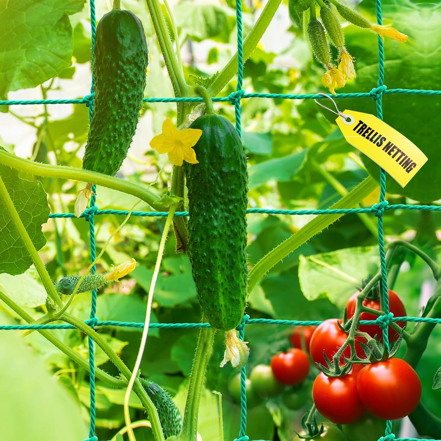 Trellis Netting, Garden Trellis Netting for Climbing Plants, 16.5x6.6Ft Plant Netting for Cucumber, Tomato, 27 Strands Nylon & 4x4 Inch Mesh, Grow Net for Vines, Fruits, Vegetables, Grapes, Beans,Peas