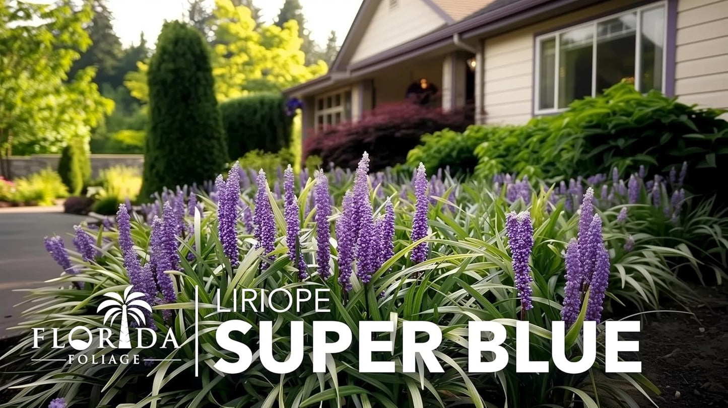 Super Blue | 10 Live Plants | Liriope Muscari | Ground Cover Plant, Ornamental Grass, Drought Tolerant, Low Maintenance, Evergreen Foliage, Purple Flower Spikes, Shade Garden Favorite, Easy to Grow
