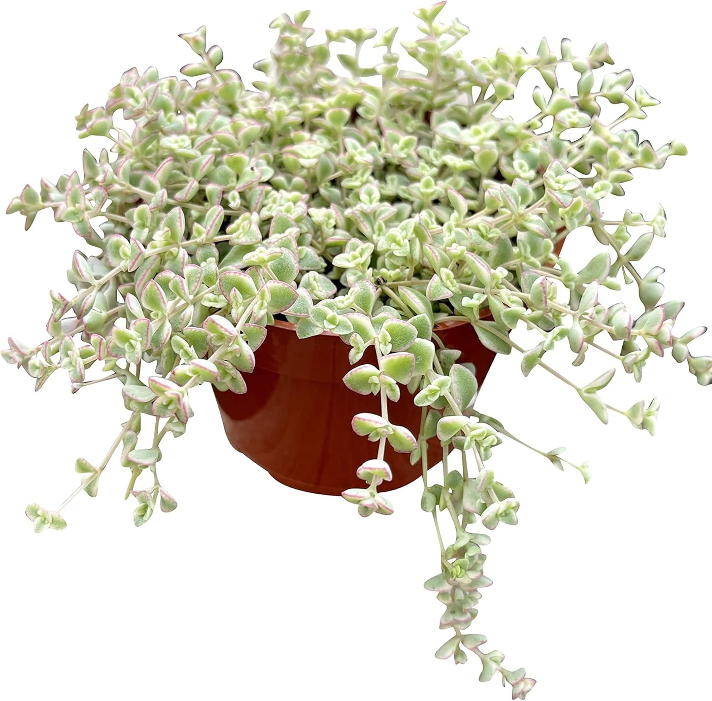 Live Succulent 4" Sedum Little Missy Variegated, Succulents Plants Live, Succulent Plants Fully Rooted, House Plant for Home Office Decoration, DIY Projects, Party Favor Gift by The Succulent Cult