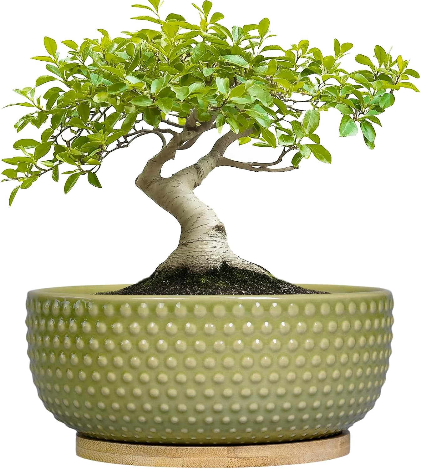 Bonsai Planter - 8 Inch Ceramic Succulent Pots with Drainage Hole and Saucer for Indoor Plants, Boho Shallow Round Planter Bowl, Desk Decor, Garden Lover Gifts, Green