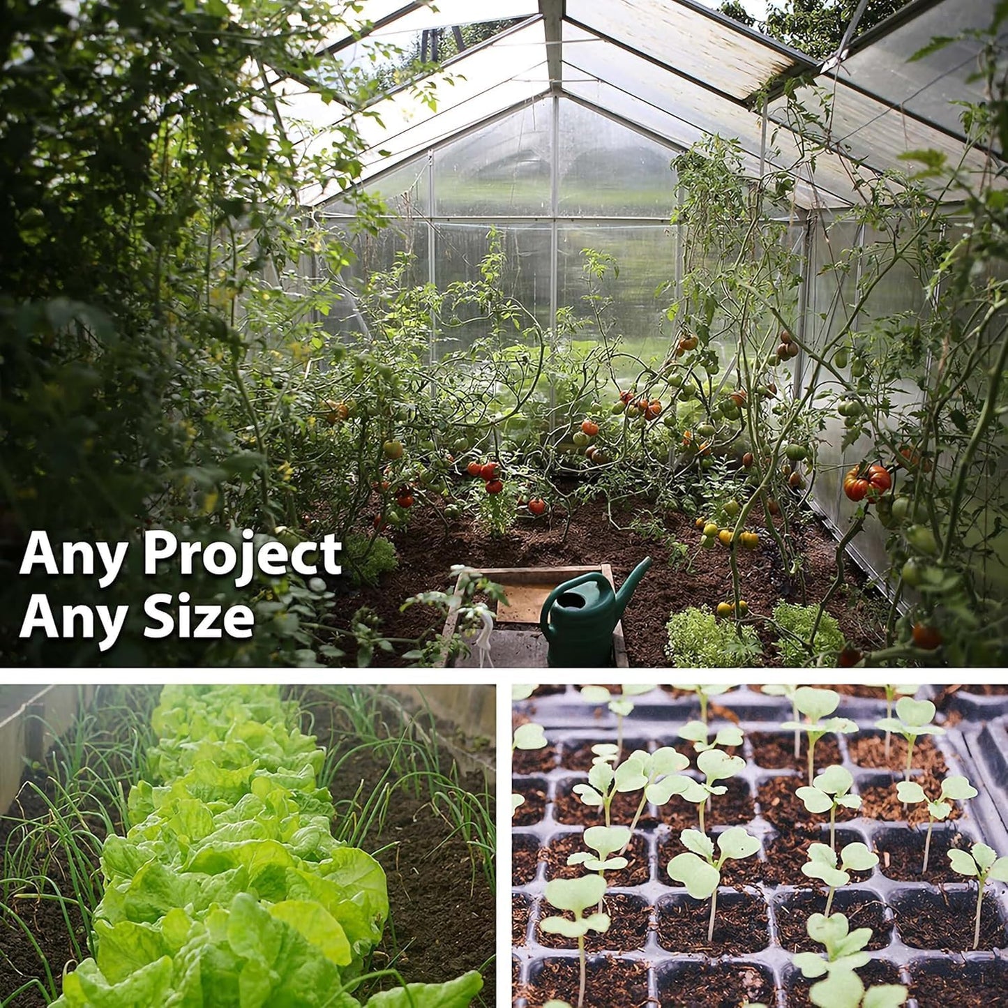 Thai Ornamental Hot Pepper 0.25 Oz ~3,000 Seeds – Non-GMO, Heirloom, Open-Pollinated – 50K–100K SHU – Compact, Upright Plants – Edible & Decorative – Heat-Tolerant