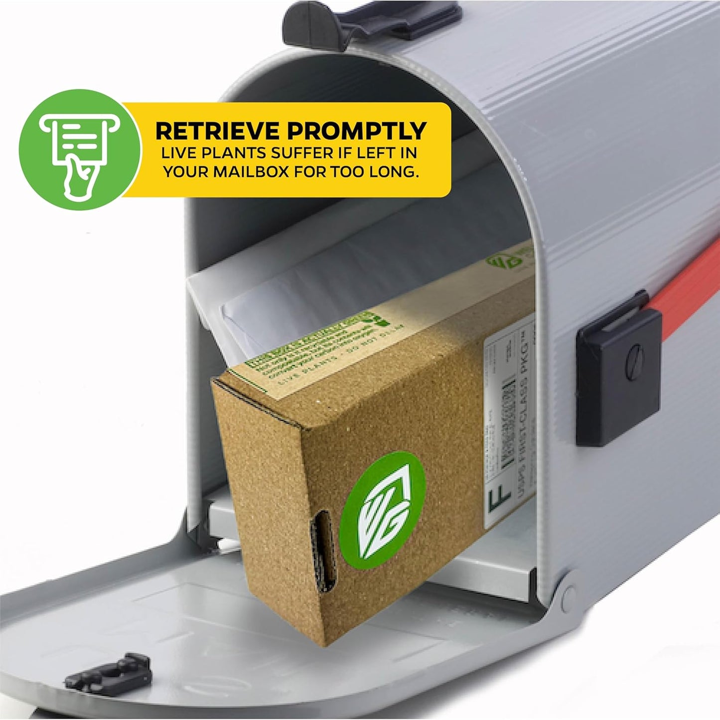 Lady Luck Carnivorous Pitcher Plant - Wellspring Gardens Starter Plant - Nepenthes Ampullaria x Ventricosa - Wellspring Gardens Live Tropical Carnivorous Houseplant