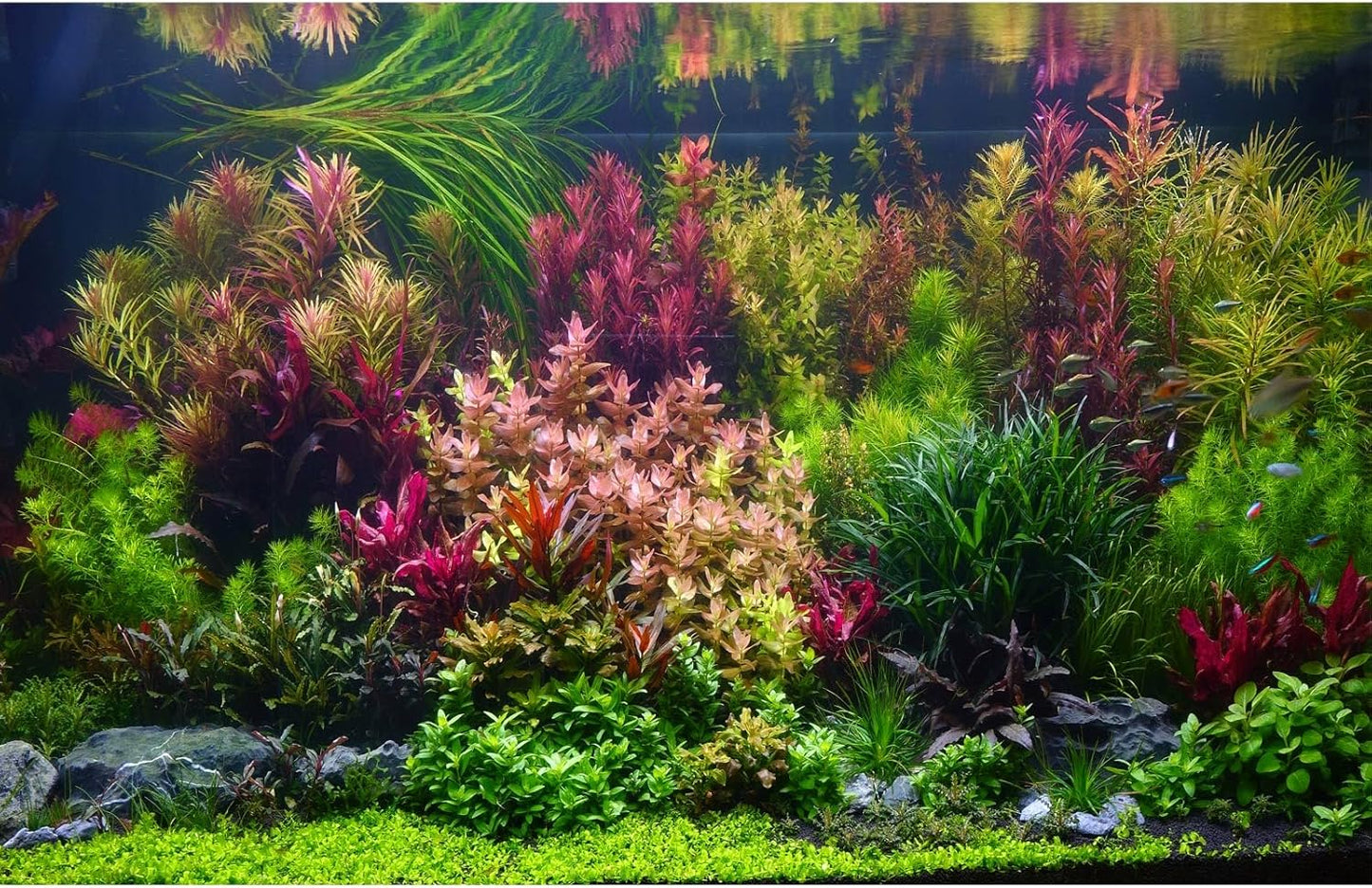 Aquarium Background Various Vivid Fresh Underwater Aquatic Plant Fish Tank Aquarium Backdrop Stone River Bed and Lake Fish Terrarium Background Decor Vinyl 72x16in