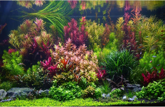 Aquarium Background Various Vivid Fresh Underwater Aquatic Plant Fish Tank Aquarium Backdrop Stone River Bed and Lake Fish Terrarium Background Decor Vinyl 36x20in