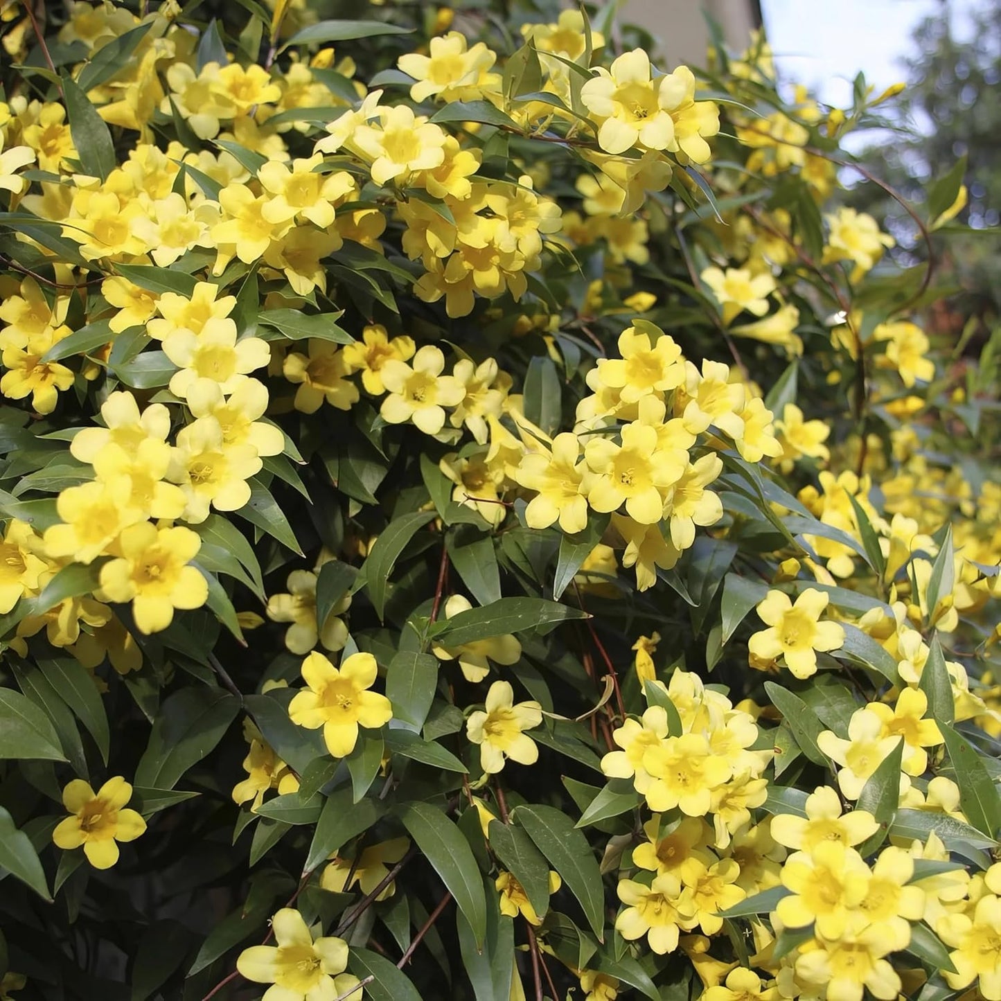Carolina Jasmine Plant, Live Evergreen Vine, Fragrant Yellow Blooms, Fast Growing Climber for Trellis, Fences, or Arbors - Gelsemium sempervirens - 4 Cups