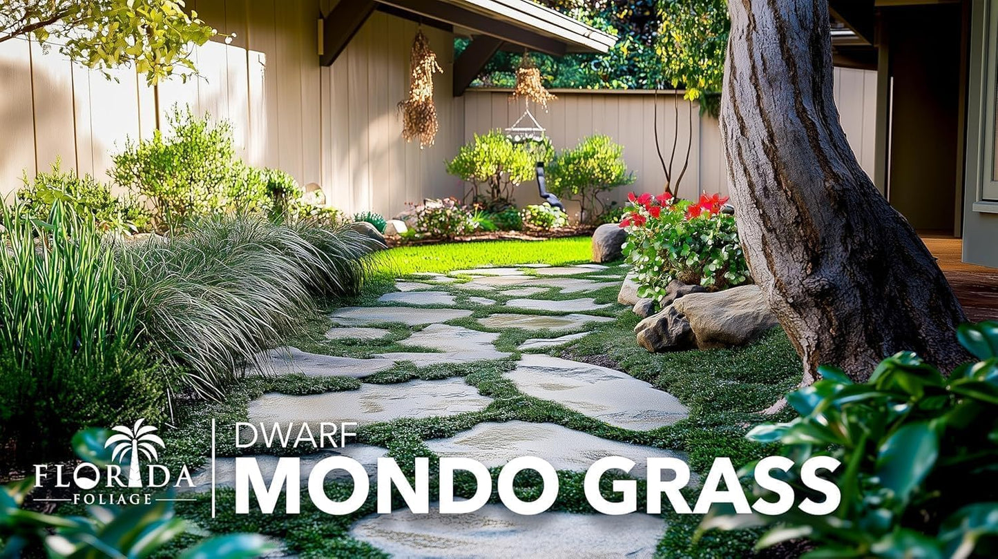 Dwarf Mondo Grass | 40 Live Plants | Japonicus Nanus | Shade Loving Evergreen Lilyturf Groundcover