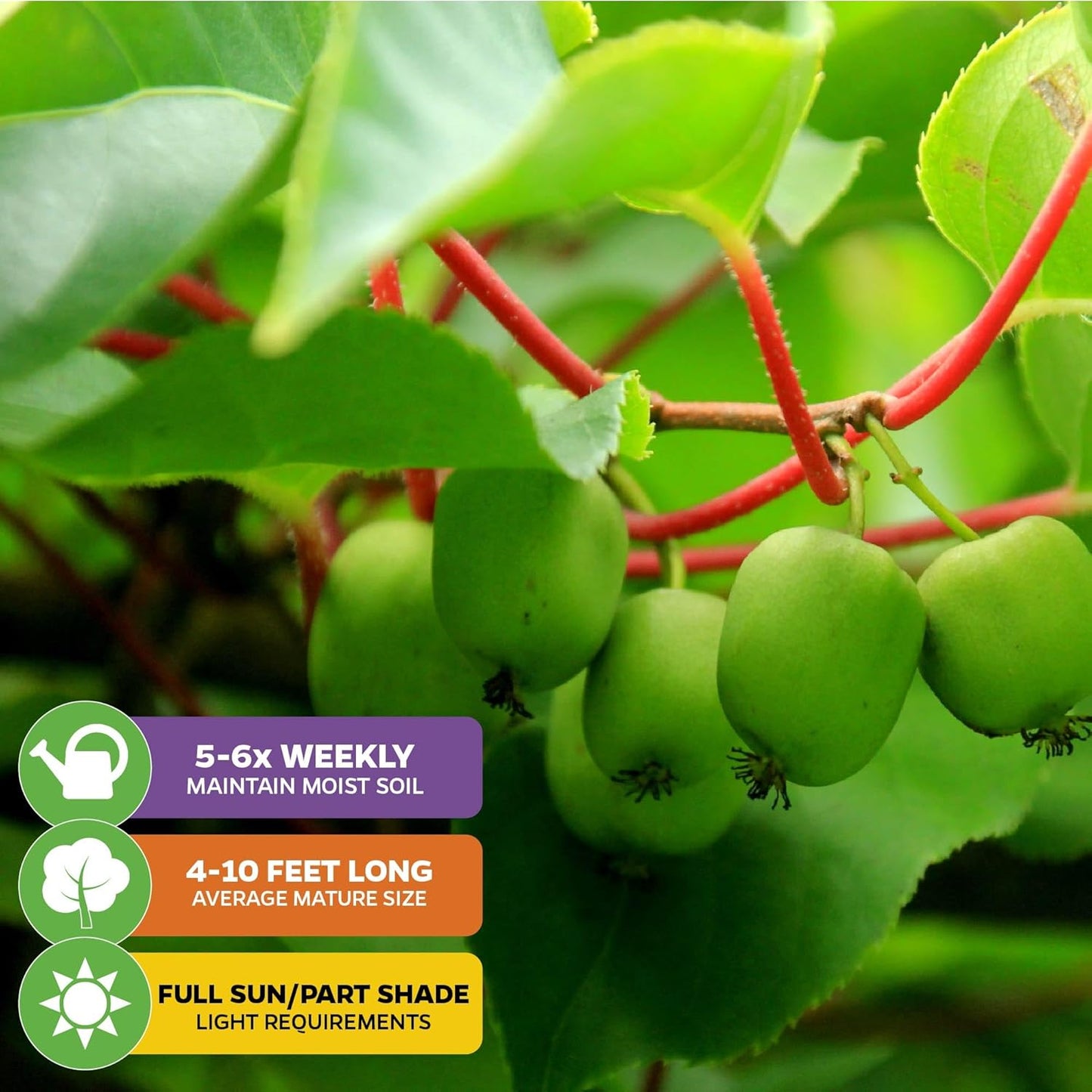 Issai Kiwi Vine Live Plant - Actinidia arguta by Wellspring Garden - Hardy Kiwi Fruit Trees Live Plant - Thriving Fruit Tree Starter for Your Garden - Starter Plant