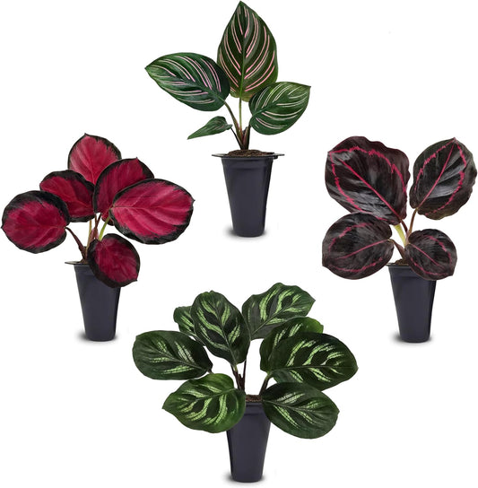 Calathea Collection (4 Pack) Live Plants – Stunning Foliage Prayer Plants Like Orbifolia, Rose Painted, White Star & Dottie – Easy Indoor Tropical Plants – Pet Friendly – Natural Air Purifiers