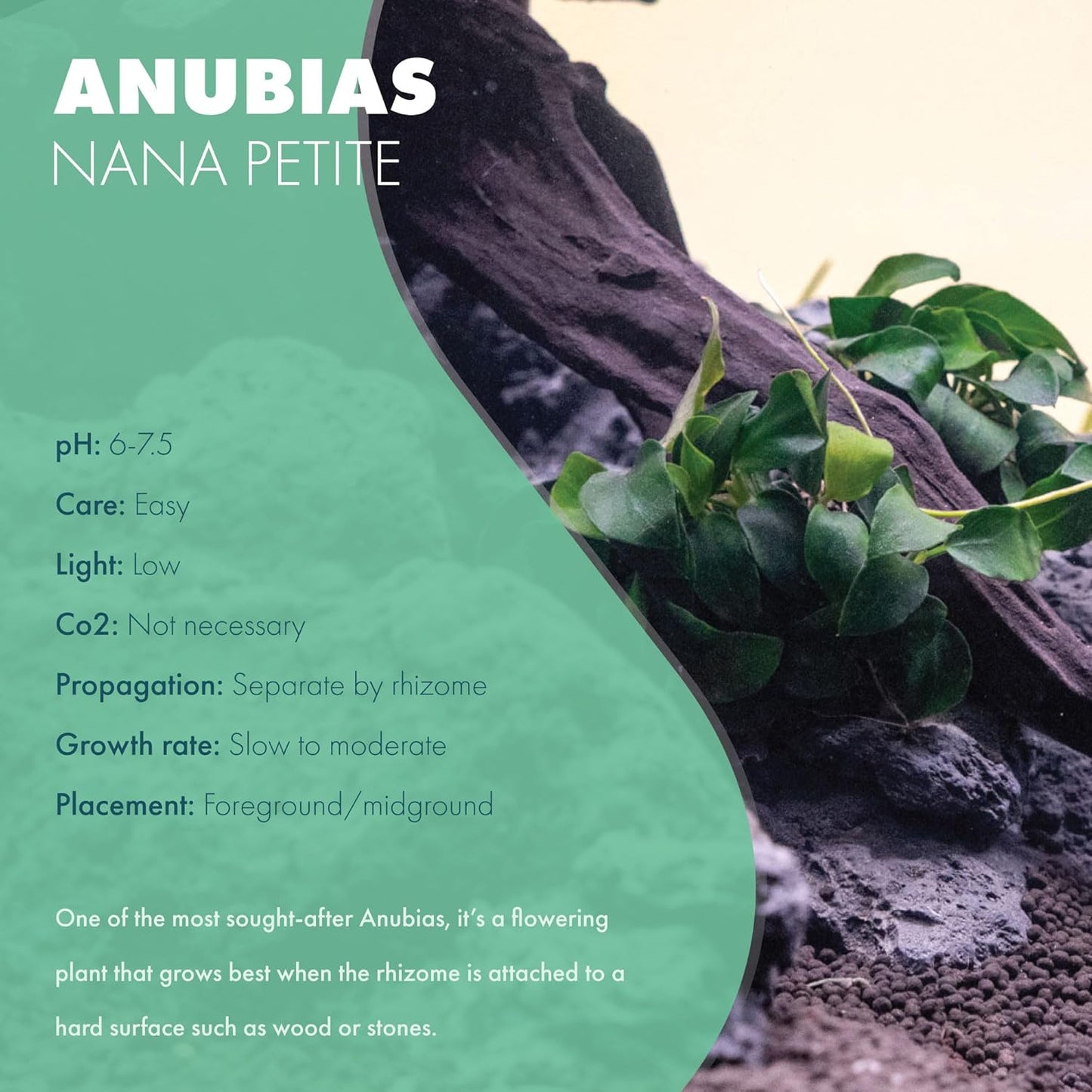 Anubias Live Aquarium Plants - Potted Freshwater Plant for Fish Tanks, Terrariums - Beginner Friendly Low Light (Nana Petite, 1 Pot)