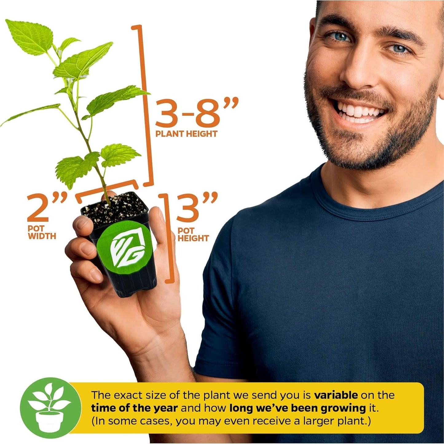 Dwarf Everbearing Black Mulberry Tree Live Plant – Morus nigra – Wellspring Gardens - Premium Fruit Tree for Indoor & Outdoor Planting – Ideal for Gardens, Patio, Landscaping, Bush & Berry Companion