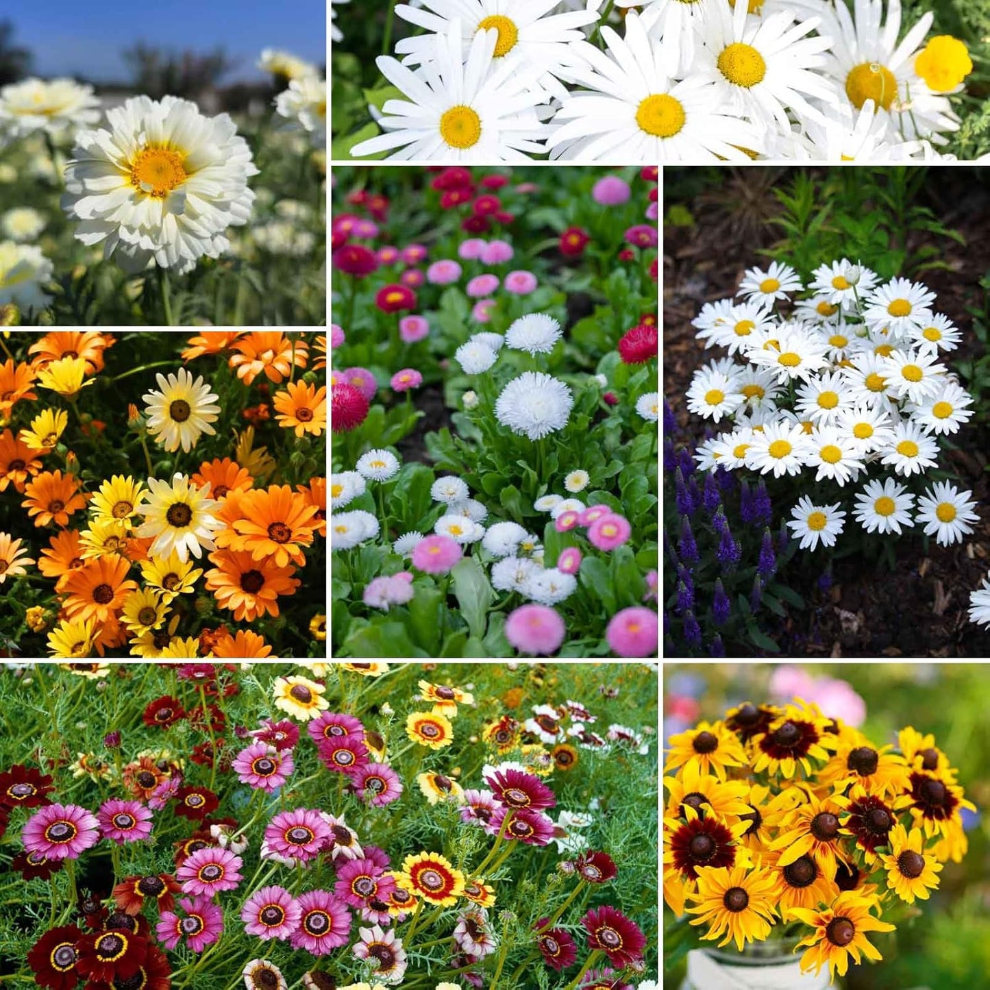 Eden Brothers Daisy Crazy Flower Mixed Seeds for Planting, 1 lb, 480,000+ Seeds with Creeping, Painted, Yellow Daisy | Attracts Pollinators, Plant in Spring or Fall, Zones 3, 4, 5, 6, 7, 8, 9, 10