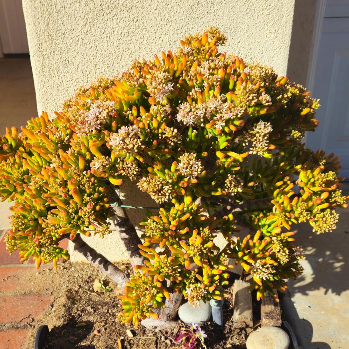 Sprout N Green Gollum Jade - Crassula Ovata Gollum, Rare Cute Succulent Plant Fully Rooted in 2" Pot