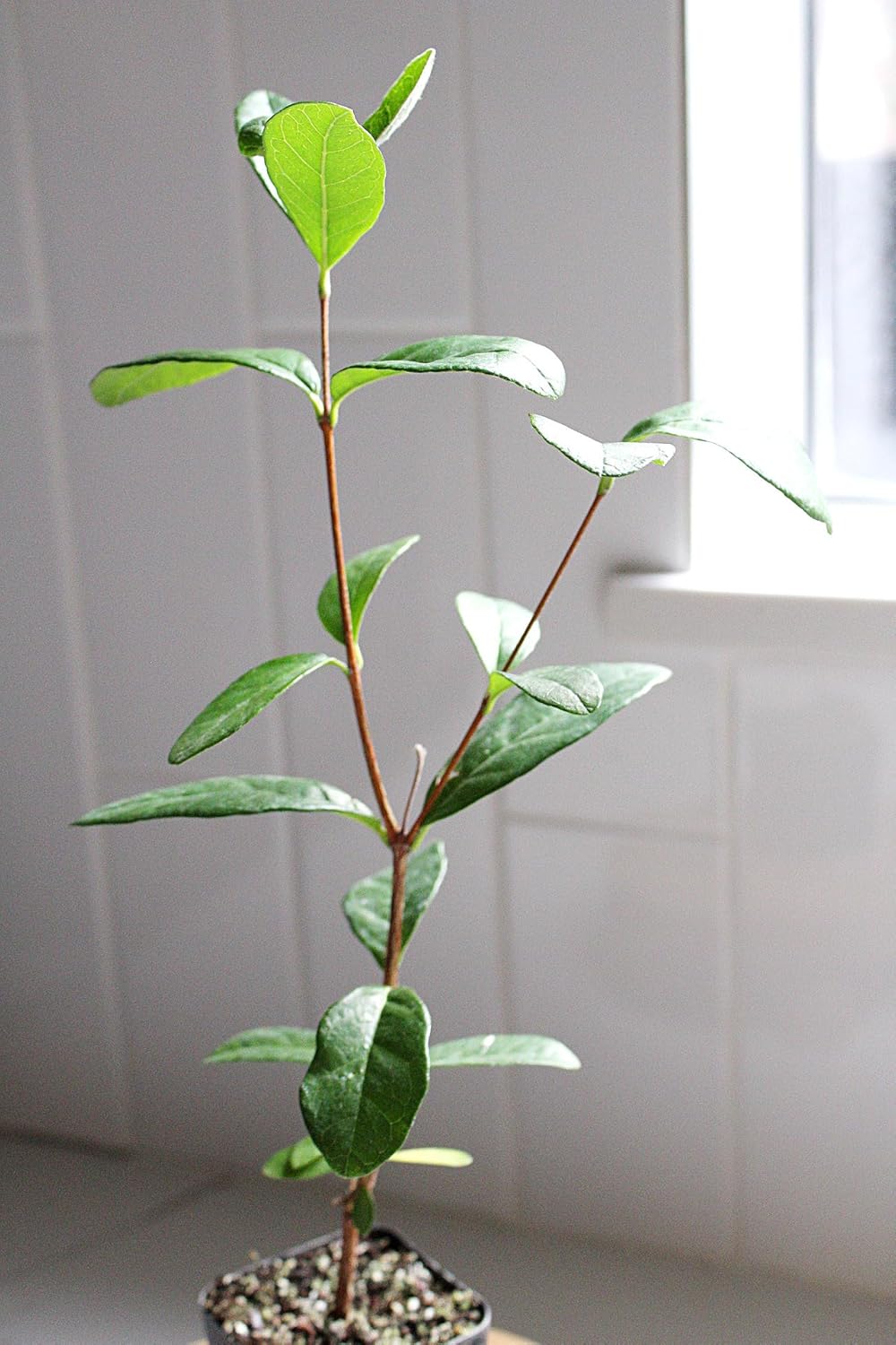 MYSHELFIE Pineapple Guava Starter Plant 5-6 inches, 2 inch Pot, Tropical Evergreen Shrub Edible Fruit Garden Purple Flowering Landscaping Live Vine Starter (3)