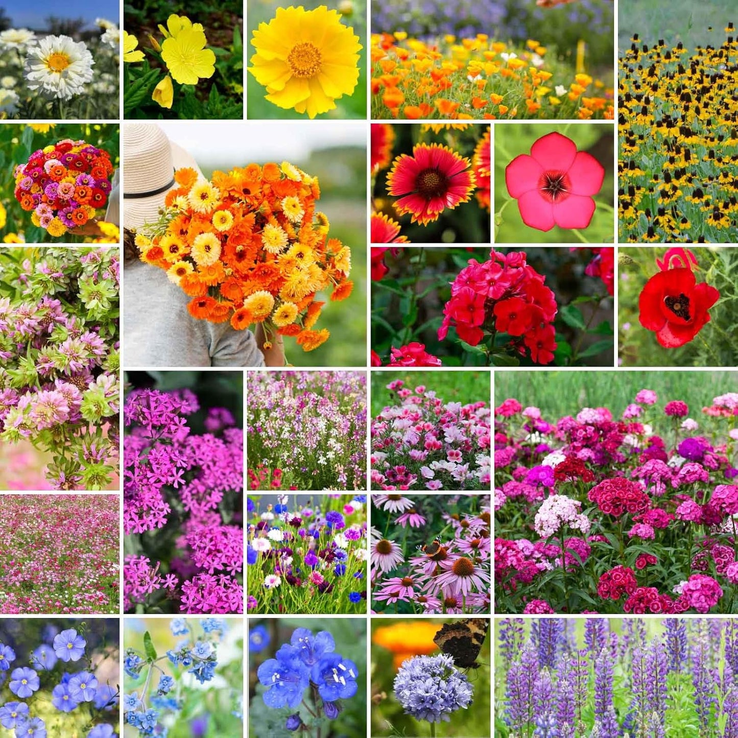 Eden Brothers Heirloom Flower Mixed Seeds for Planting, 1/4 lb, 120,000+ Seeds with Zinnia, Toadflax, Evening Primrose | Attracts Pollinators, Plant in Spring or Fall, Zones 3, 4, 5, 6, 7, 8, 9, 10