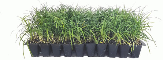 Mondo Grass - 10 Live Plants - Ophiopogon Japonicus - Shade Loving Evergreen Groundcover