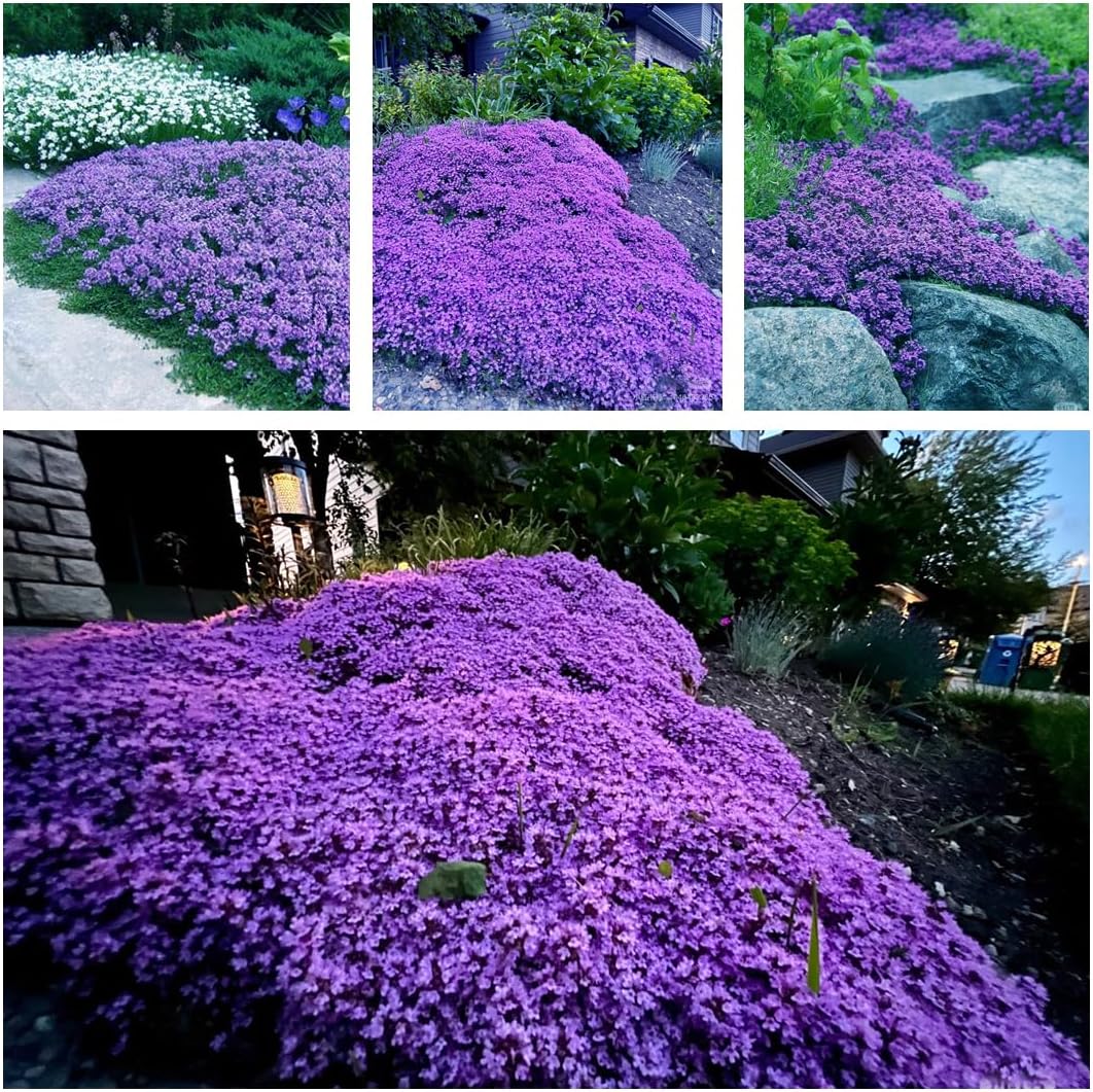 20,000+ Creeping Thyme Seeds Ground Cover, Non-GMO Perennial Flower Seeds, Hardy Thymus Serpyllum, Creeping Phlox Alternative for Landscaping & Garden Paths (Purple)