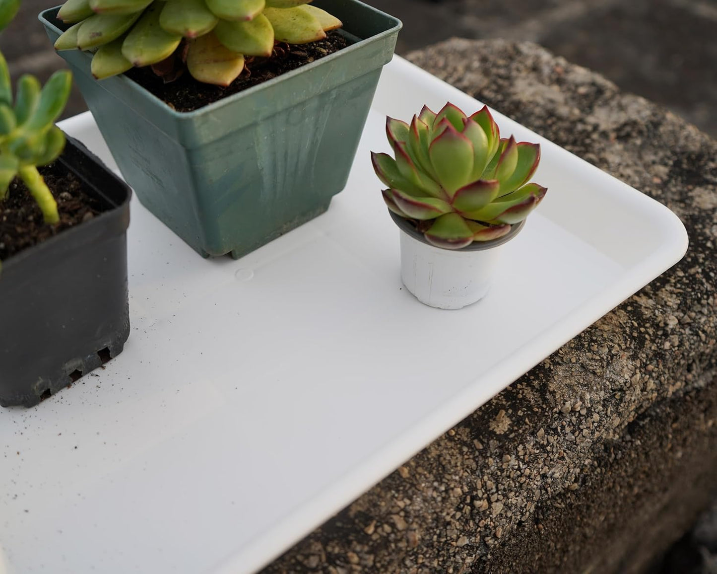 Plant Saucer Growing Tray, Seed Starter Tray Rectangular, Heavy Sturdy Plastic Plant Saucers Drainage Trays, Plant Drip Trays for Pots, Seed Starter Growing Pots (11 x 9 inch, 2 Pack)