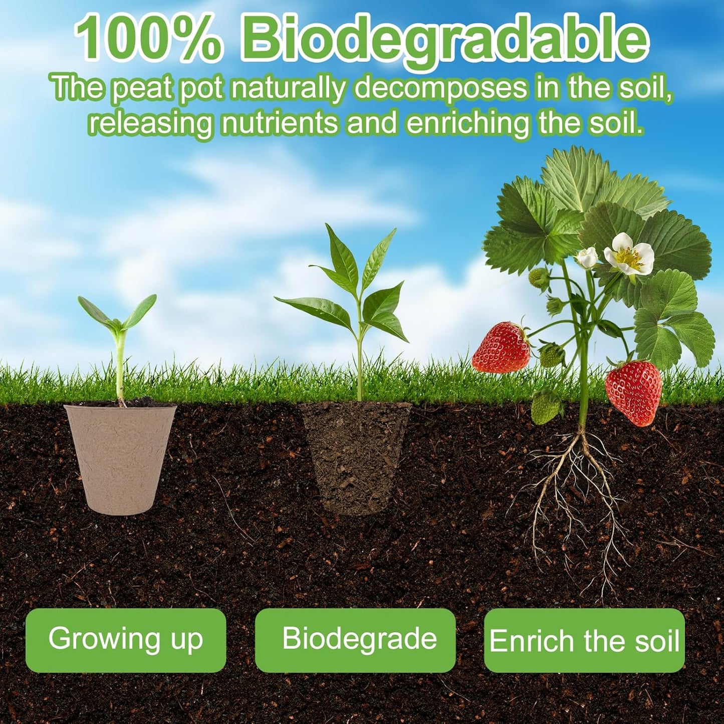 30 Packs Peat Pots, 3.1 Inch Seed Starting Pots Without Drainage Holes, Biodegradable Round Nursery Pot, Starting Seeds of Vegetables, Herbs, and Flowers